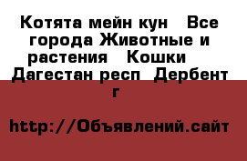 Котята мейн кун - Все города Животные и растения » Кошки   . Дагестан респ.,Дербент г.